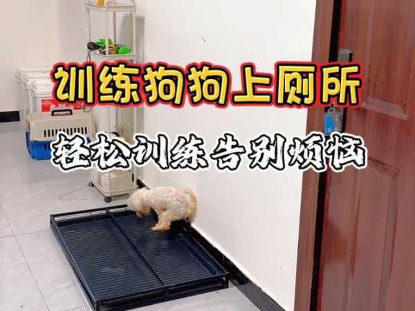 训练银狐犬的方法技巧视频（怎么训练银狐犬定点大小便）