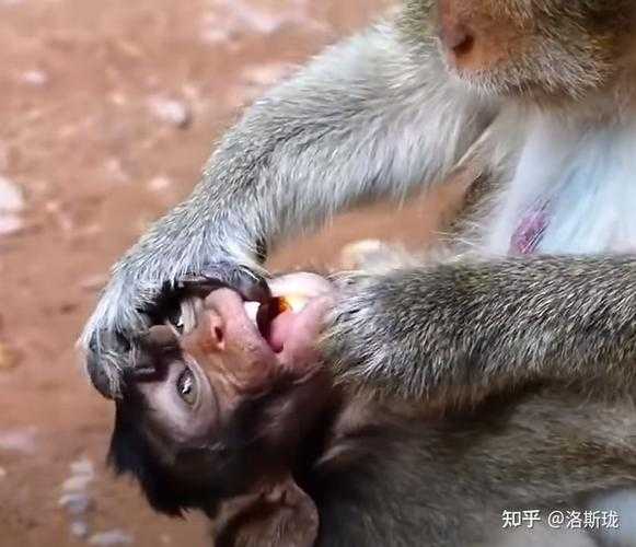 快手网红猴子的怎么没有了（快手里最火的那只猴子）