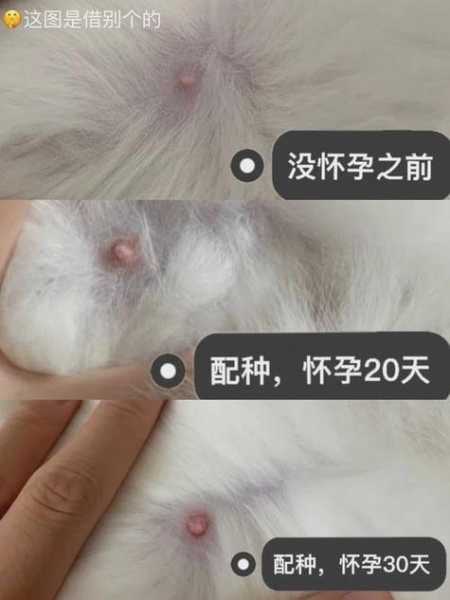 猫咪假怀孕的特征有哪些?（猫假怀孕是什么意思）