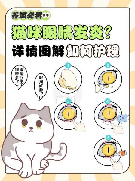 猫咪日常眼部护理应该注意什么（猫咪眼睛日常护理）