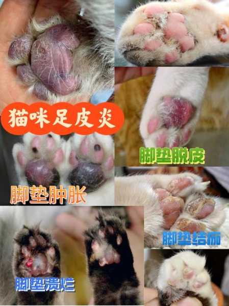 猫咪足底干裂怎么办（猫咪脚底干裂脱皮怎么办）