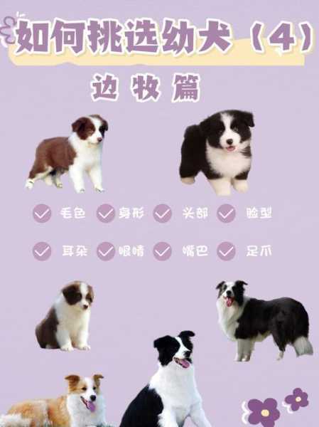 怎样挑选边境牧羊犬幼犬（怎么挑选边境牧羊犬幼犬）