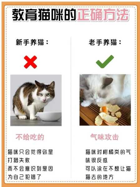 为什么猫很难训练（猫为什么训不了）