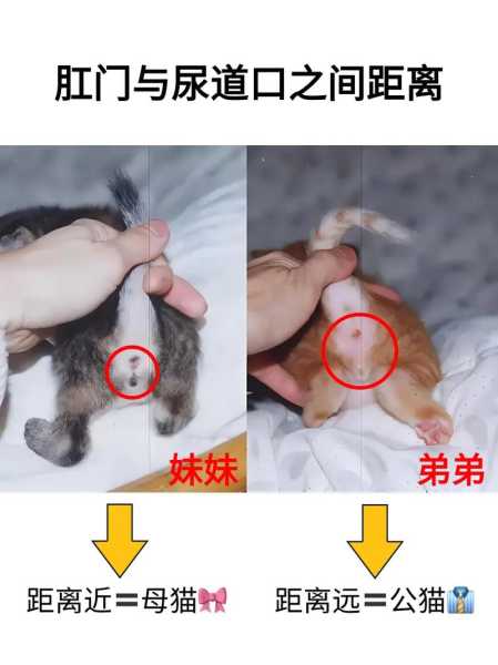 怀孕后的母猫能和公猫一起养吗?（怀孕后的母猫能和公猫一起养吗有影响吗）