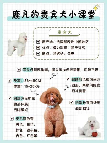 贵宾犬怎么卖（贵宾犬哪里买）