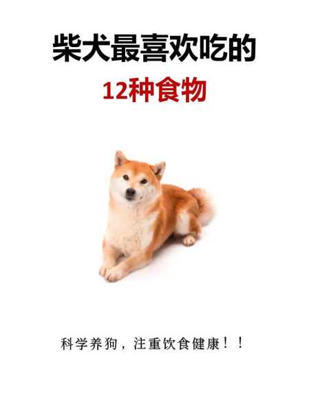 柴犬多大可以吃两顿饭（柴犬多大可以喂两顿）