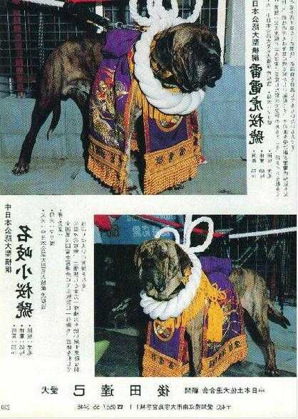 日本土佐是地名吗（日本名犬土佐）