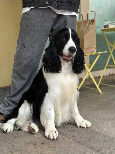 史宾格犬史宾格犬（史宾格犬属于什么型犬）