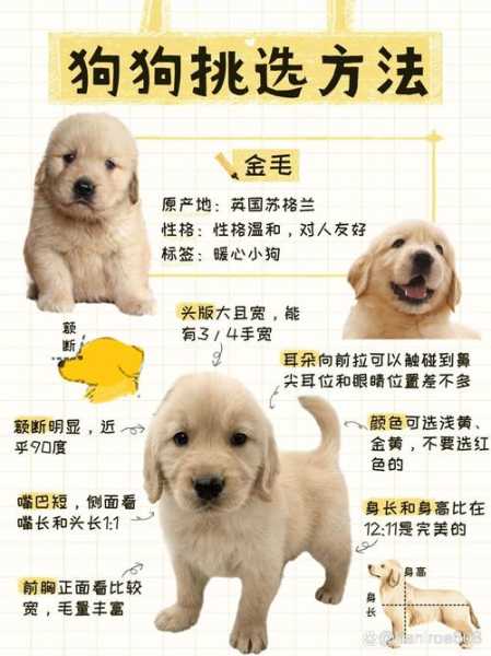 金毛犬好养吗,从这三点来分析（金毛 好养吗）