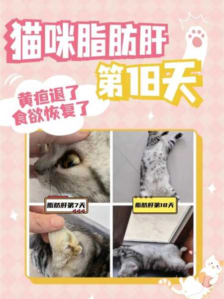 猫咪脂肪肝综合症是什么症状（猫的脂肪肝综合症）