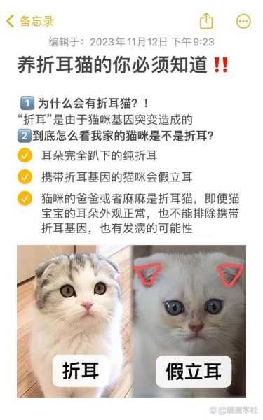 折耳猫耳朵总是很容易脏（折耳猫耳朵脏怎么办）