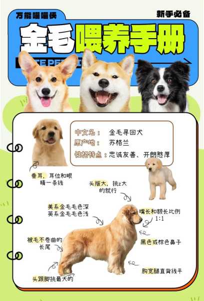 金毛犬怎么喂养,4个方面要注意（金毛狗狗怎么喂养）