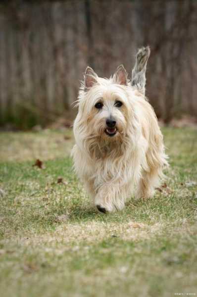 曼彻斯特梗犬多少钱一只（曼彻斯特梗是大型犬吗）