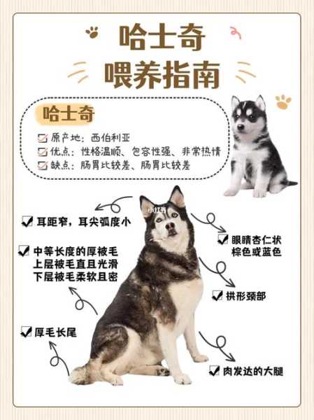 哈士奇幼犬饲养（哈士奇幼犬饲养注意什么）