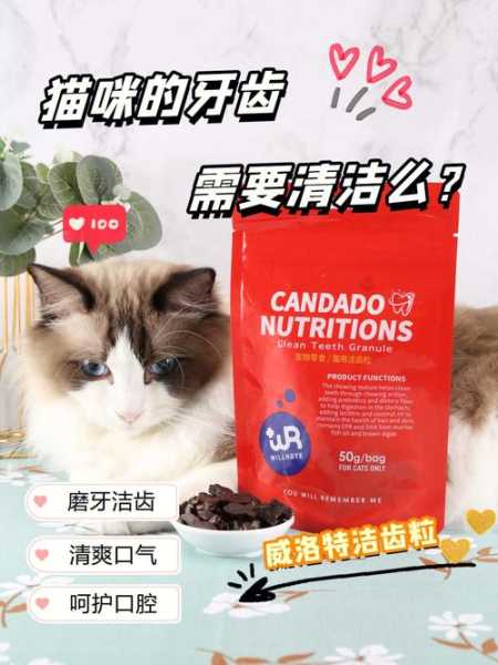 猫猫牙齿清洁（猫咪牙齿清洁用什么好）