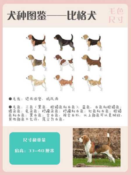 简述比格犬的品种特征及用途（比格犬性格的优缺点全面分析）