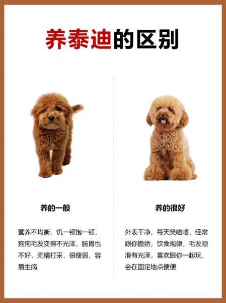 怎样辨别泰迪犬纯不纯（如何辨别泰迪犬纯不纯）