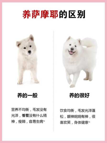 萨摩耶犬容易患的三种疾病（萨摩耶的十大坏处）