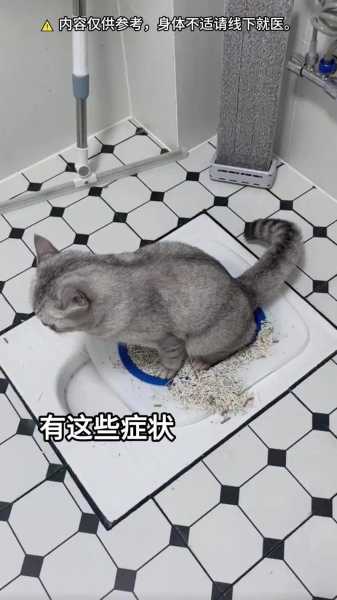 猫咪不愿在猫砂盆里排便怎么办（猫不愿意在猫砂盆里大小便）