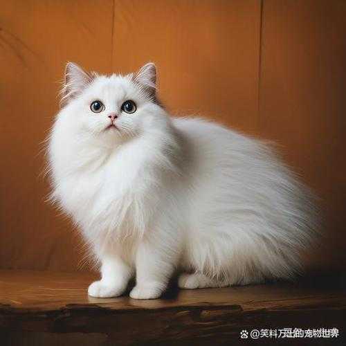 波斯猫剪毛造型图片（波斯猫修剪造型）