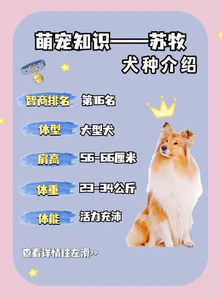 苏格兰牧羊犬如何训练（苏格兰牧羊犬注意事项）