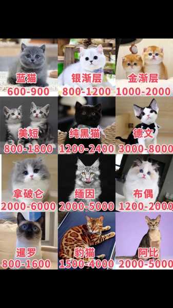 欧洲短毛猫多少钱一只（欧短猫咪价格）