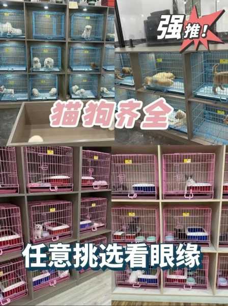 猫猫家庭（猫猫家庭繁殖个人门店）