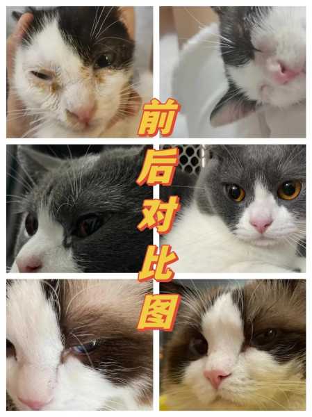 猫咪眼睛总爱发炎（猫咪眼睛总爱发炎是怎么回事）