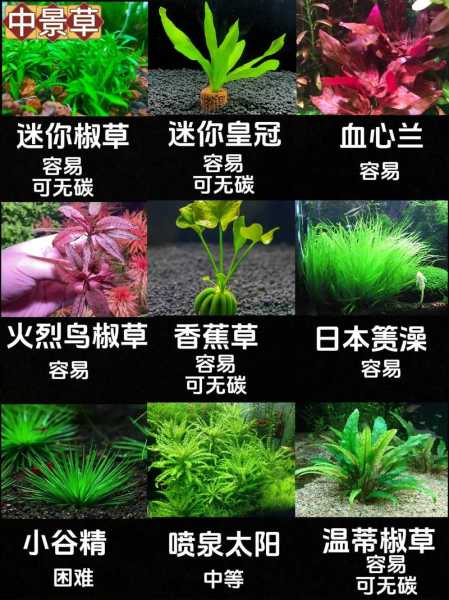 水草缸常用水草介绍（水草缸种类）