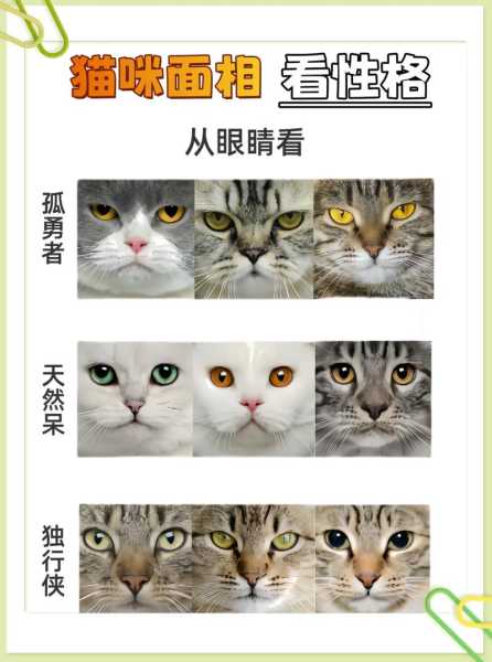 宠物猫的性格（宠物猫的性格会不会变成野猫的性格）