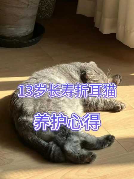 折耳猫便秘了的情况（折耳猫拉不出屎）