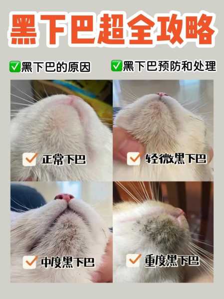 猫咪黑下巴是什么原因引起的（猫下巴那一堆黑点是什么怎么治）