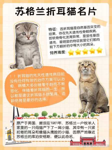 折耳猫繁殖会怎么样（折耳猫繁殖注意事项猫咪繁殖）