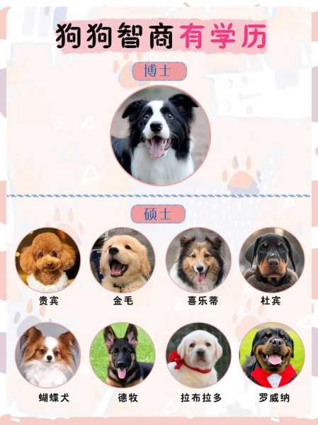 可卡犬的智商有多高（可卡犬聪明吗?可卡犬智商排名第几）