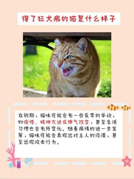 猫可能有狂犬病吗（猫会有狂犬病么）