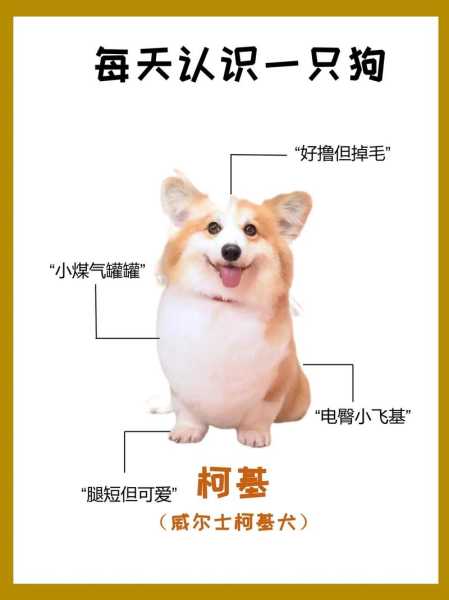 柯基犬可以训练它哪些技能（柯基犬的训练 犬喜欢这样的方式）