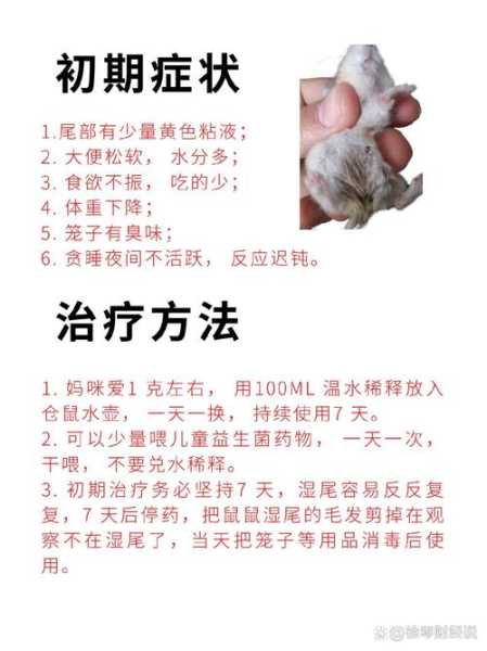 仓鼠湿尾症治疗方法（仓鼠湿尾症怎么治疗?）