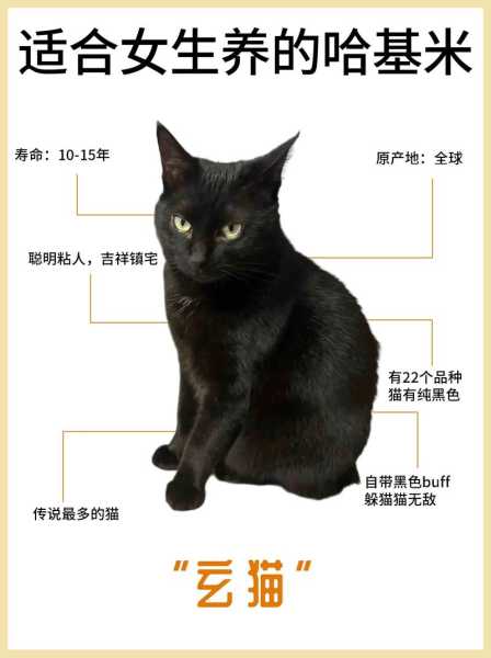 玄猫市场价（玄猫品种标准）