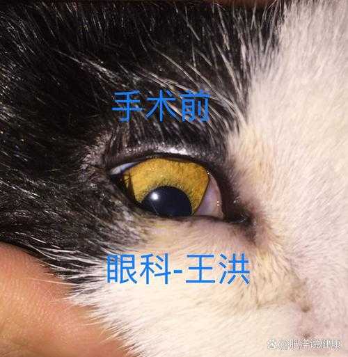 猫咪眼睑内翻怎么治疗（猫咪眼睑内翻怎么治疗好）