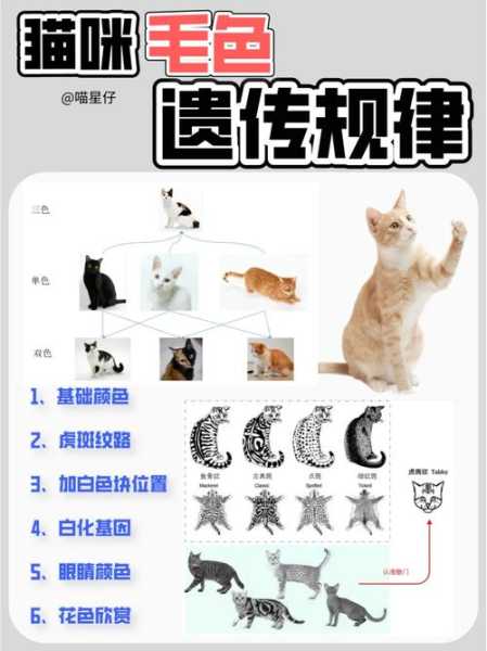 猫毛色基因遗传规律（猫毛色遗传规律书籍）