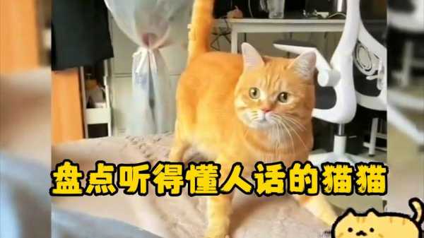 怎么让猫听（怎么让猫听得懂人话）