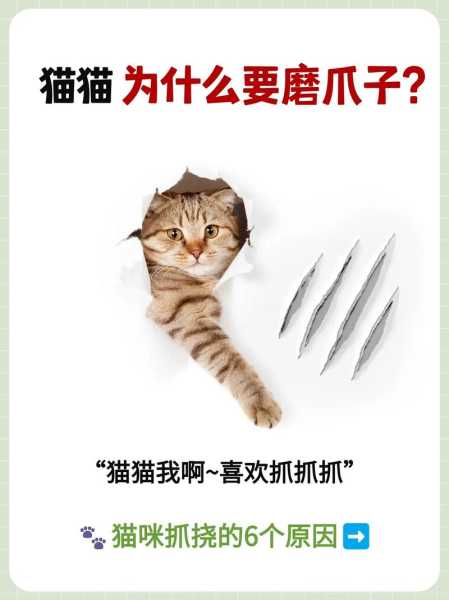 猫咪磨爪子怎么办（猫咪磨爪子是为什么）