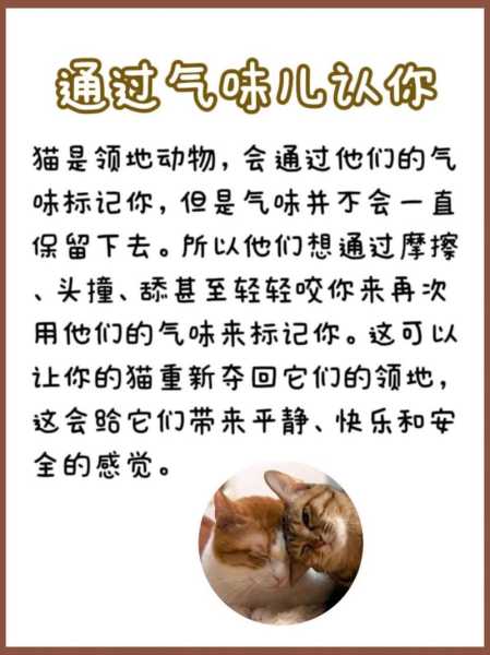 猫咪蹭你说明什么（猫咪蹭你说明什么心理）