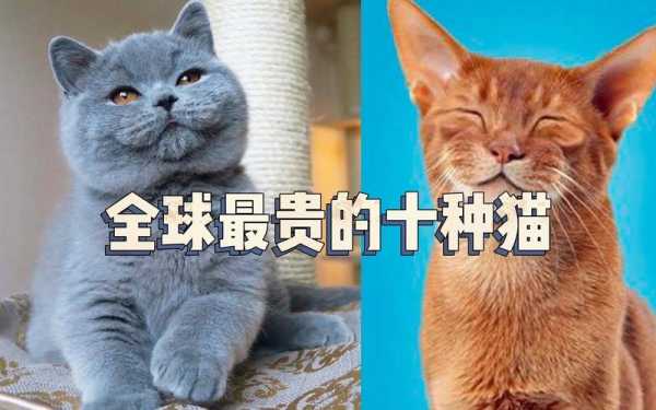 世界上最贵的宠物猫咪图片（世界上最贵的猫叫什么）