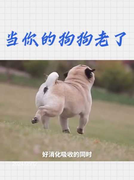 多大的狗算老年犬?有什么特点（多大属于老年犬）