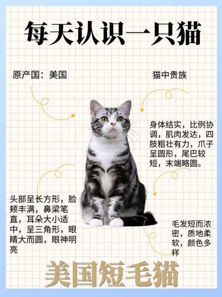 美国短毛猫的品种标准（美国短毛猫品相标准）