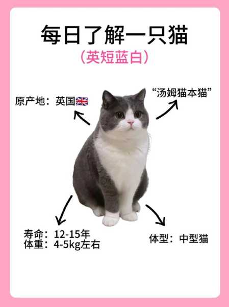 波斯蓝白猫（蓝白波斯猫多少钱一只）