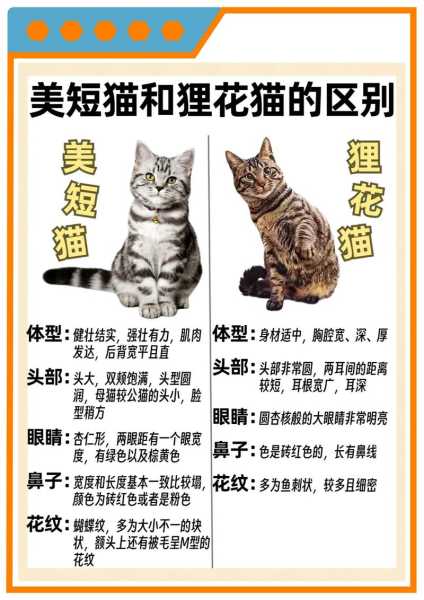 异国短毛猫怎么养（异国短毛猫怎么养活）