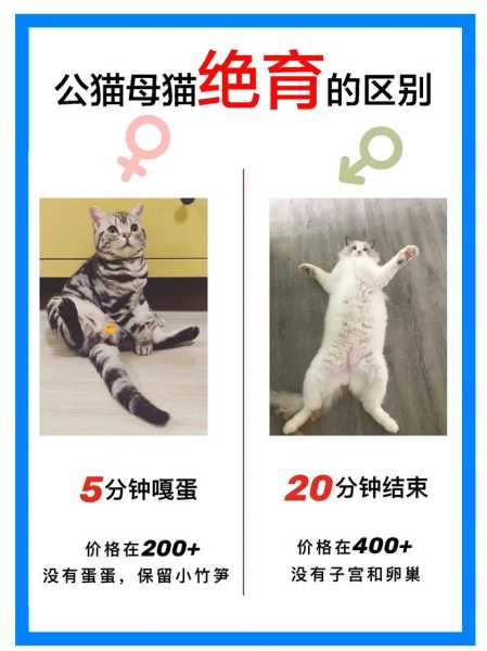 猫猫是不是一定要绝育（猫咪是否一定要绝育）