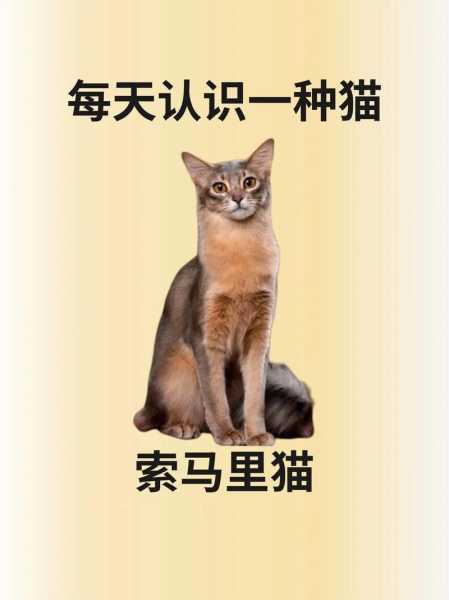 索马里猫品种标准（索马里猫猫）